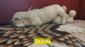 Zlatý retriever šteniatka - 6