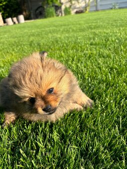 Pomeranian nemecky spic - 6