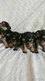 Yorkshire Terrier - 6