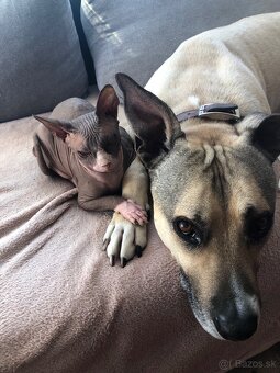 Predám mačku Sphynx - 6