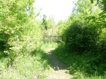 HALO reality - Predaj, pozemok   5834 m2 Trnava, zaujímavý i - 6