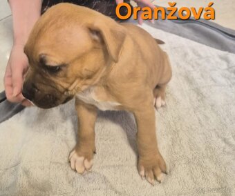 Americký stafordšírsky teriér - 6