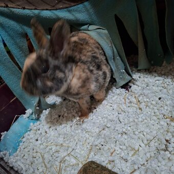 🐰 Predám zakrslého zajačika s rodokmeňom a doplnkami🐰 - 6