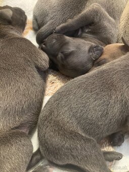 Talianský chrtík s rodokmenem CFI - 6