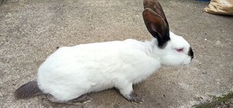 Predám králiky 4,5 mesačne - 6