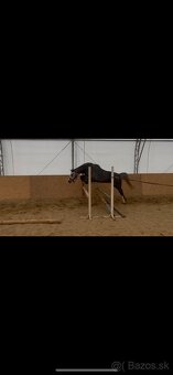 Perspektívna Welsh pony kobylka - 6