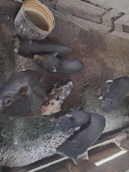 Vietnamské prasiatka - 6