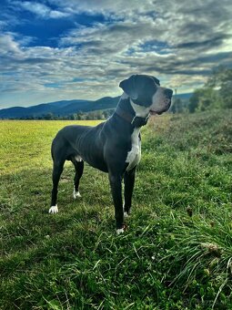 Cane Corso Šteniatka bez PP - 6