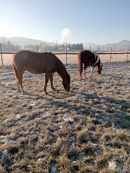 1-ročný žrebček APH - 6