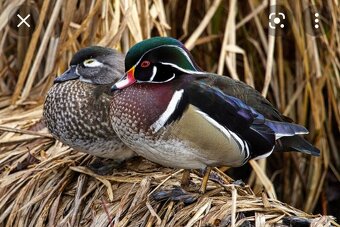 Okrasne kačky - kačice - kačičky - 6