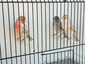 Kanariky a mexické hyle - 6