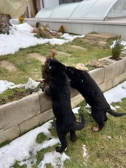 Nemecký ovčiak šteniatka - 6