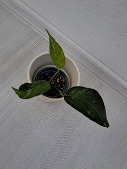 Rastliny Episcia, Budleja, ...odber Bratislava - 6