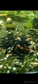 Samonosna zostava - 6