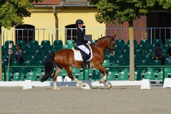 Welsh cob valach na predaj - 6