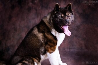 Akita americka - 6