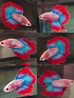 Betta Splendens - Bojovnica Pestrá. - 6