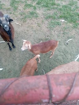 Predám Kamerunske ovce - 6