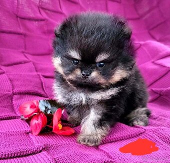 Pomeranian mini - 6