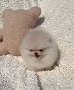 Pomeranian mini - 6