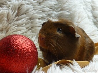 Ušľachtilé morčiatka - 6