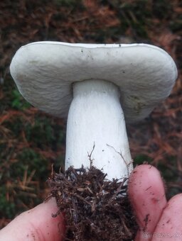 Sušené  lesné  hriby - 6