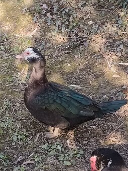 čínske kačice - 6