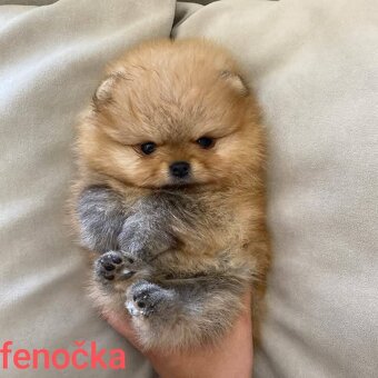Pomeranian mini Boo - 6
