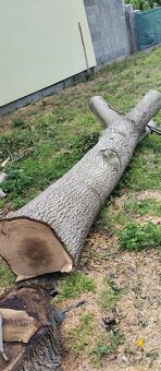 Kmeň stromu Orech - 6