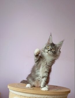 Maine Coon s PP - 6