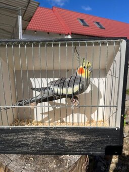 Výstavne korely - 6