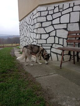 Darujem šteniatka šteňata - 6