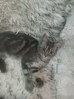 Britske maciatka - 6