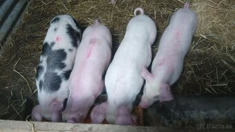 Odstavčata 25-30kg - 6