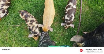 Kune Kune - 6