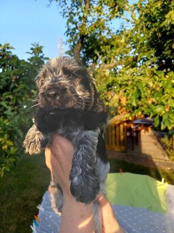 Anglický kokeršpaniel s PP - 6