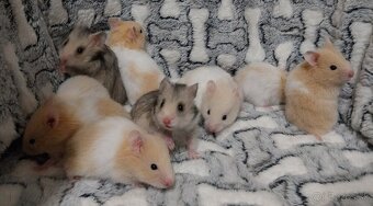 Škrečok syrsky  skrecok syrsky - 6