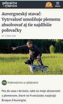 Stavač, Auvergneský stavač - 6