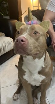 American Bully xl - 6