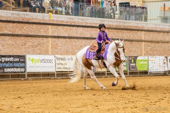 American Paint Horse - 6