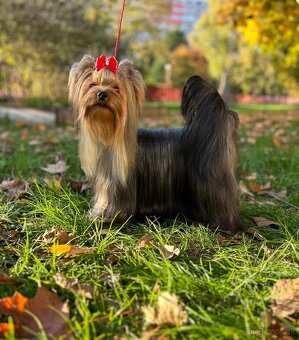 Yorkshire terrier, york - 6