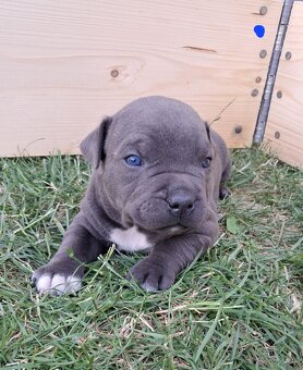 Šteniatka - Americký stafordšírsky teriér (Amstaff, Staford) - 6