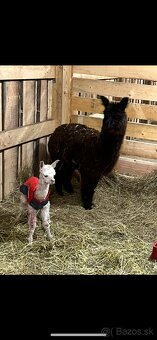 Samička Lama Alpaka - 6