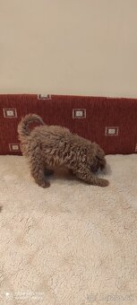 Pudel Trpaslíči - 6