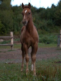 APH SORREL ŽREBČEK NA PREDAJ - 6