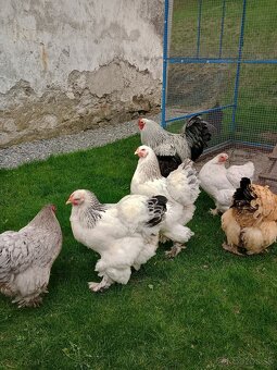 Predám nasadbove vajcia brahmanky - 6