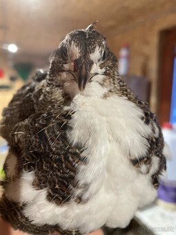 Prepelica japonská mäsovo nosná - 6