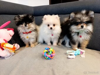 Pomeranian pomerian - 6