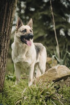 Východoeuropsky ovčiak s PP - 6