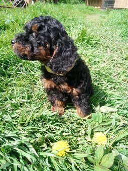 Pudel black and tan - 6